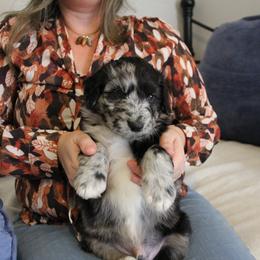 Aussiedoodle Puppies from NC Aussiedoodles