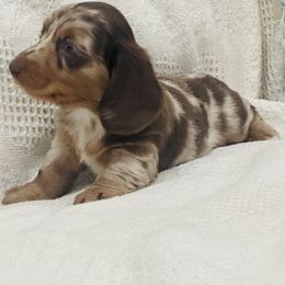 Girl 1 - Dachshund puppy from Johnson Prairie Pups
