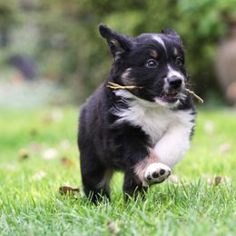 Australian Shepherd Puppies from Diamond C Aussies