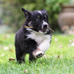 Australian Shepherd Puppies from Diamond C Aussies