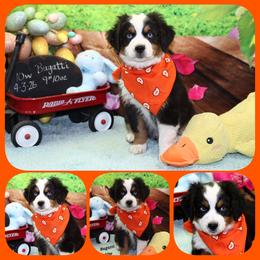 Bugatti - Black tri male Toy Australian Shepherd puppy in Levelland, Texas from Once Upon a Time Aussies