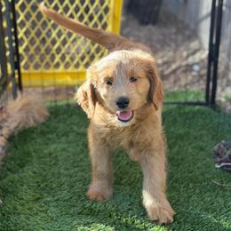 Prada - Apricot female Goldendoodle puppy in Las Vegas, Nevada from Puppies of the West