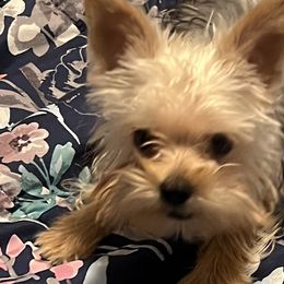 Poodles, Schnoodles, Yorkipoos, and Yorkshire Terriers from Royal Crown Keeper LTD