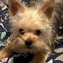 Poodles, Schnoodles, Yorkipoos, and Yorkshire Terriers from Royal Crown Keeper LTD