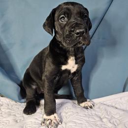 Wednesday - Black Great Dane puppy in Jerusalem, Arkansas from Mara Danes