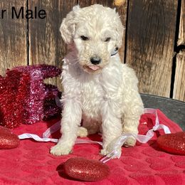 Goldendoodle and Poodle Puppies from Grand Valley Goldendoodles