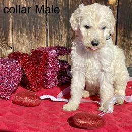 Goldendoodle and Poodle Puppies from Grand Valley Goldendoodles