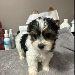 Neat - Parti male Yorkshire Terrier puppy in Florence, Kentucky from 4paws4ever by Design (Amy's Puppy love)