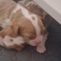 Flint - Blenheim male Cavalier King Charles Spaniel puppy in West Plains, Missouri from God's Designs Cavaliers