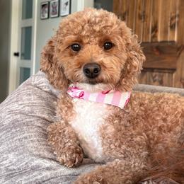 Kallie - Goldendoodle