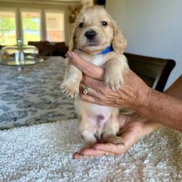 Edgar - Cream male Dachshund puppy in Molino, Florida from Dooney's Dachshunds