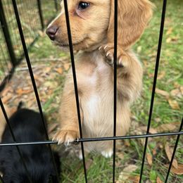 Chihuahua and Dachshund Puppies from Little Pawz, LLC
