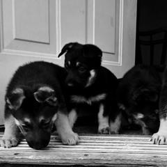 German Shepherd Puppies from Blue Moon German Shepherds