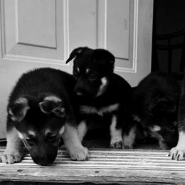 German Shepherd Puppies from Blue Moon German Shepherds