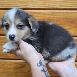 Shirley boy 2 - Blue merle and white male American Corgi puppy in Hampton, Tennessee from TC Farms Stock Dogs - Miniature Australian Shepherds