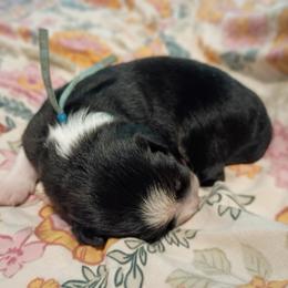 Johnny (blue collar) - Black tri-color male Australian Shepherd puppy in Okeechobee, Florida from Rothsolid Aussies