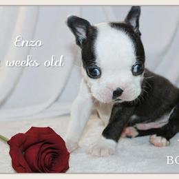 Boy 1-Enzo - Black and white male Boston Terrier puppy in North Central, Vermont from Windy Valley’s Bostons