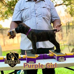 Girl 3 - Black brindle Cane Corso puppy in College Station, Texas from Ironclad Cane Corso