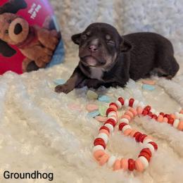 Groundhog - White, chocolate and tan female Rat Terrier puppy in Caldwell, Ohio from Forest Grove Rat Terriers