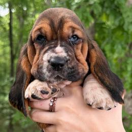 Female 5 - Black brown and white female Basset Hound puppy in Red Bay, Alabama from Maple Street Bassets