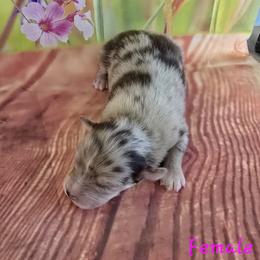 Tulsa - Red merle female Australian Shepherd puppy in Lakeland, Florida from Diamond P Australian Shepherds