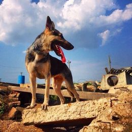 German Shepherds from Cerberus German Shepherds