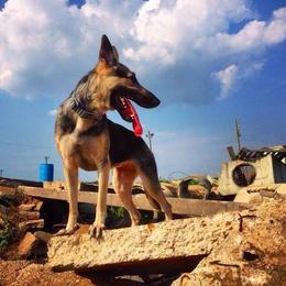 German Shepherds from Cerberus German Shepherds