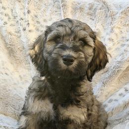 Hermes - Sable male Goldendoodle puppy in Colorado Springs, Colorado from Shining Star Doodles