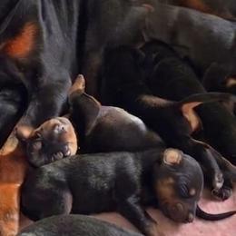 AKC Registered Full European Doberman Pinschers - Black and rust female Doberman Pinscher puppy in Fort Lauderdale, Florida from Lakewood European Dobermann Kennel