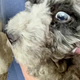 Bernedoodle, Cavalier King Charles Spaniel, and Poodle Puppies from Ellas.Pups (Bernedoodles & Cavapoos)