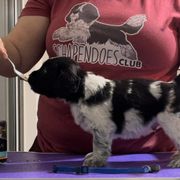 Potato - Schapendoes puppy in North Carolina from Wild Clover Schapendoes