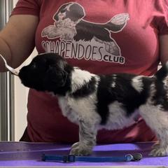 Potato - Schapendoes puppy in North Carolina from Wild Clover Schapendoes