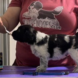 Potato - Schapendoes puppy in North Carolina from Wild Clover Schapendoes