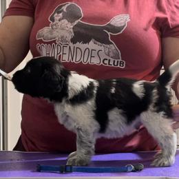 Potato - Schapendoes puppy in North Carolina from Wild Clover Schapendoes