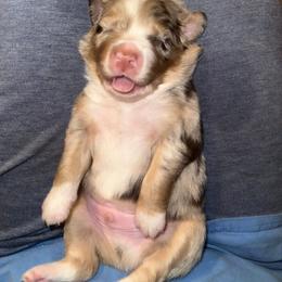 Bud - Red merle male Australian Shepherd puppy in Williston, Florida from Over The Rainbow Aussies