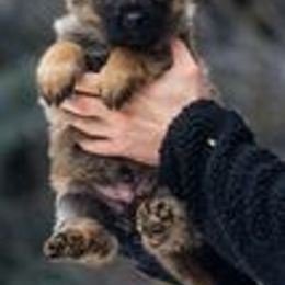 German Shepherd Puppies from vom Grenze Stadt German Shepherd Dogs