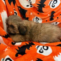 Ella - Black gold and white female Shih Tzu puppy in Jasper, Indiana from Jacob’s Spoiled Shih Tzu