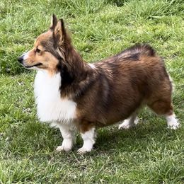 Emmy - Pembroke Welsh Corgi