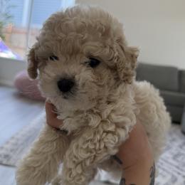 Poodle puppies from Cuddle paws poodles