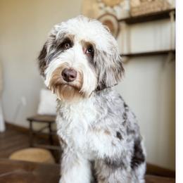 Solo - Bernedoodle