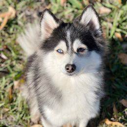 Duo - Pomsky
