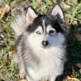 Duo - Pomsky