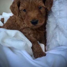 Bernedoodle, Goldendoodle, Poodle, and Sheepadoodle Puppies from Dapper Doodles