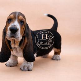 Pecan Bud 'Buddy' See's Litter - Black white and brown male Basset Hound puppy in Konawa, Oklahoma from Circle H Basset Hounds