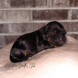 Amor - Black and tan male Cavapoo puppy in Knoxville, Tennessee from Adventure Doodles Club