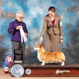 Pembroke Welsh Corgi Puppies from Cattal Corgis