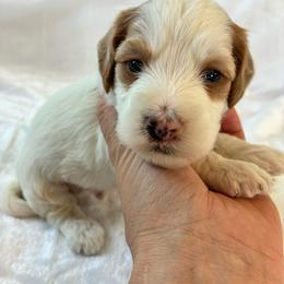 Sneezy - Brown and white male Cockapoo puppy in Adrian, Oregon from ApplebyFarm