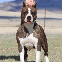 Pepsi - American Pit Bull Terrier