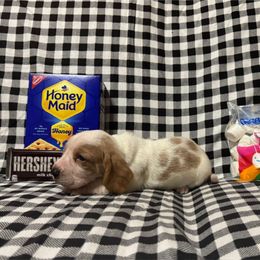 Donald - Lemon and white male Basset Hound puppy in Hurtsboro, Alabama from PARK’s Family Farm