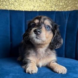 Georgia - Dapple female Dachshund puppy in New Albany, Mississippi from Double A. Doxies
